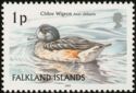 Chiloe Wigeon (Anas sibilatrix)